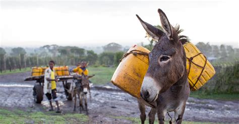 spana donkey sanctuary.